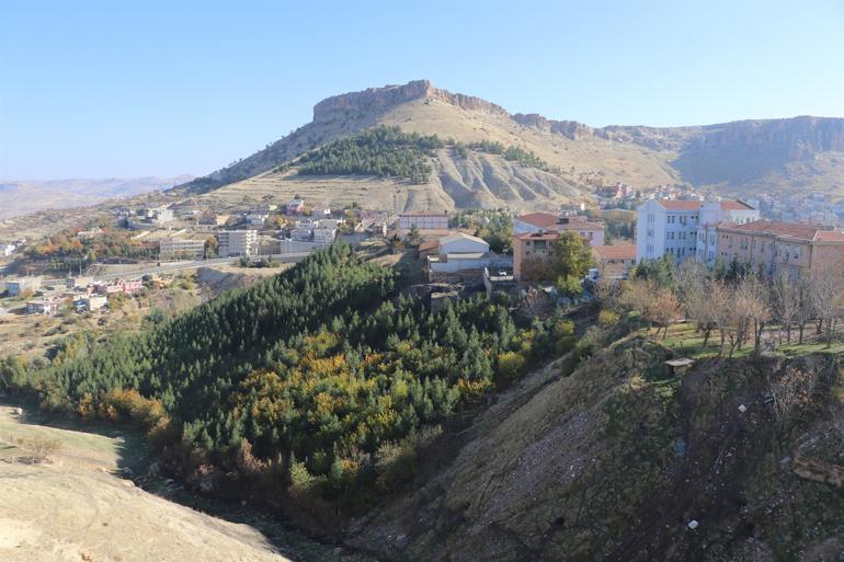 Local man turns dumpsite into forest in 25 years