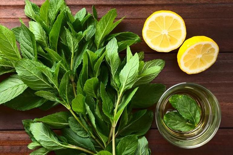 Bağışıklığı güçlendiren 6 bitki çayı | Yasemin Fatih Amato Köşe Yazısı -  Hürriyet Haberler