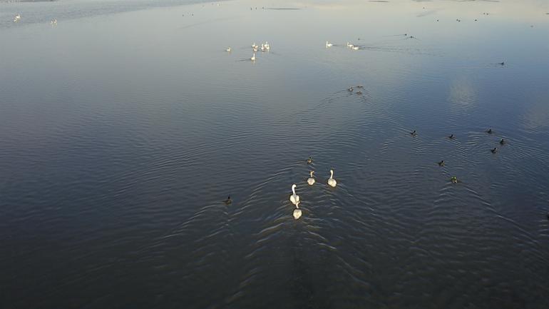 Lake Van basin hosts Siberian whooper swans