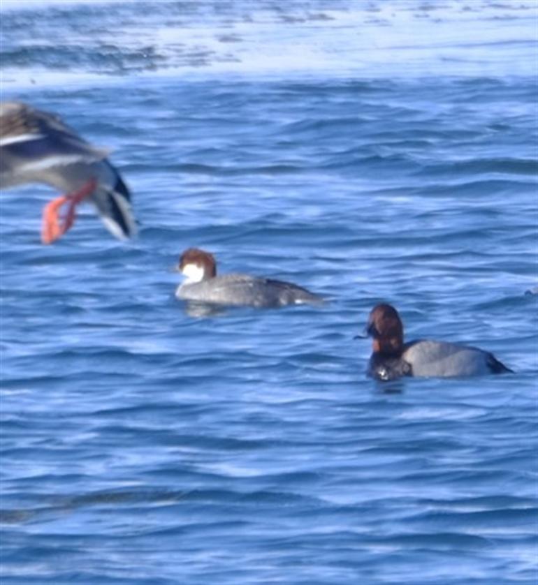 New bird species spotted in Lake Çıldır