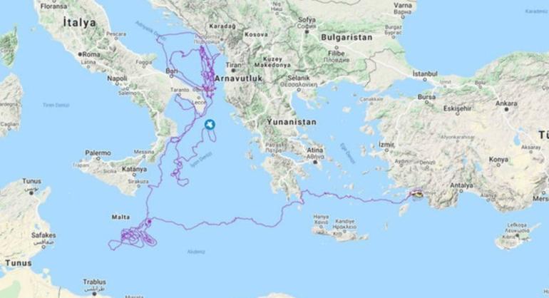 Caretta caretta named Tuba traveled 10,000 kilometers