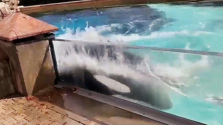 ‘Dünyanın en mutsuz balinası’nın hatırlattıkları...