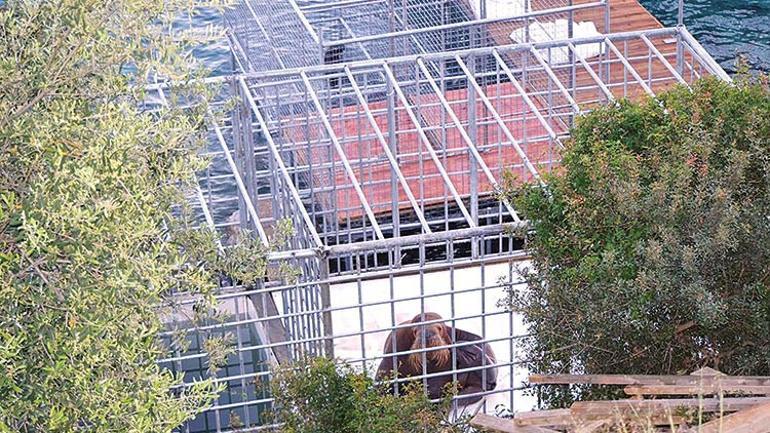 ‘Dünyanın en mutsuz balinası’nın hatırlattıkları...