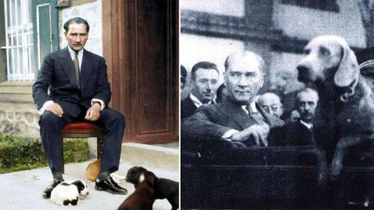 Her adımında Atatürk'ün yanında: Foks | Serhat DEMİREL Köşe Yazısı -  Hürriyet Haberler