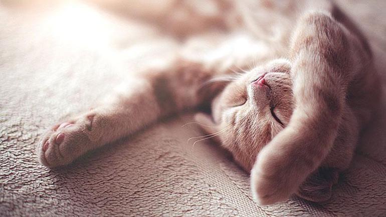 Kedilerin uyuyuş şekli bize ne anlatır? | Serhat DEMİREL Köşe Yazısı - Hürriyet Haberler