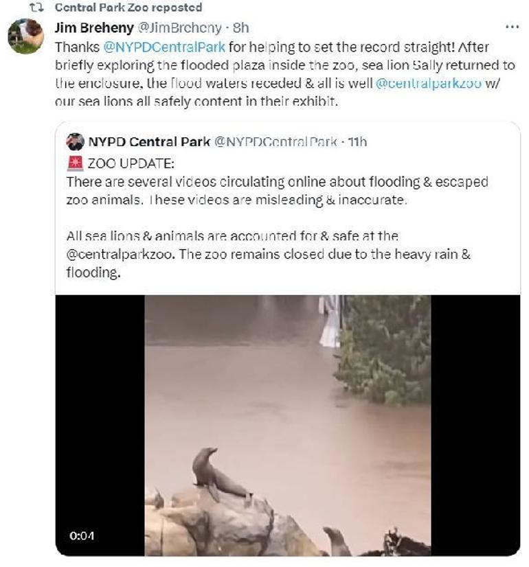 ABDde şiddetli yağışlar: Deniz aslanı su baskınında parktan kaçtı