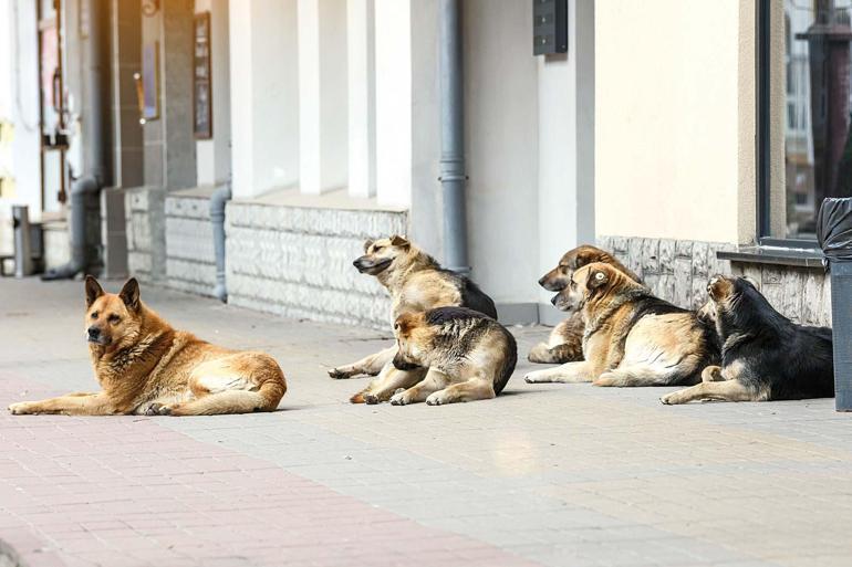 Bu markayı şeytan bile giymez