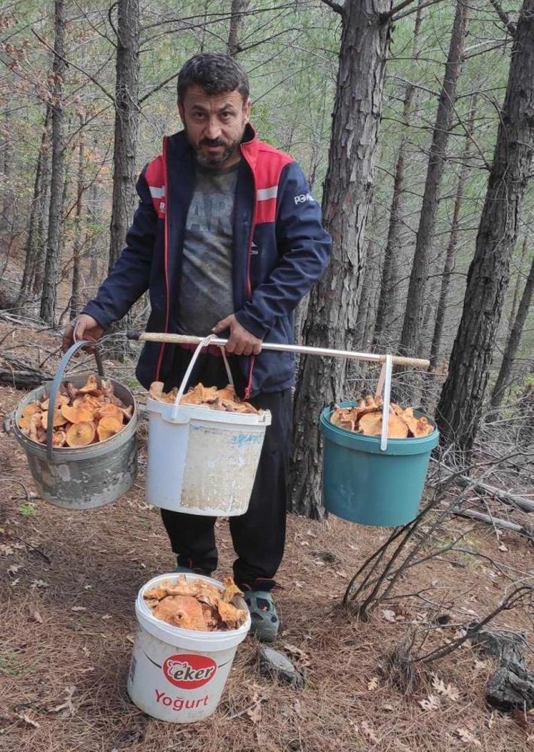 Ormanda toplayıp kilosunu 100 liradan satıyor... Aylık kazancı 90 bin lira