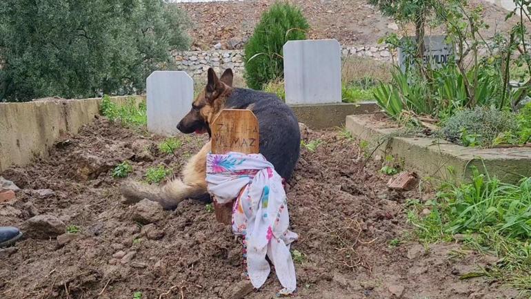 İznikte duygulandıran olay Kaybolduğu sanılan Alman kurdu, ölen sahibinin mezarı başında bulundu