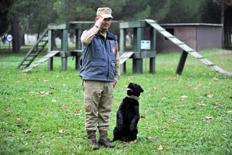 TSKnın eğitimli köpekleri önce parkurda sonra arazide