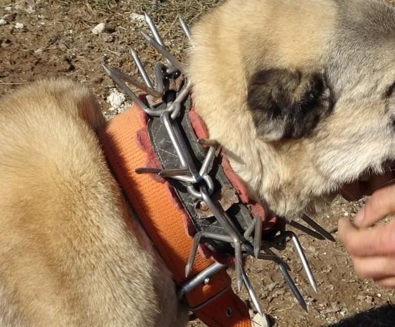 Sivasta kangal köpeklerine kurt önlemi: Çivili tasma