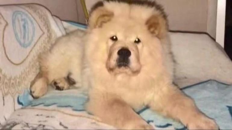 Kiracıdan ev sahibine iftira Sarıyerde tornavidayla köpeğe işkence iddiasında gerçek ortaya çıktı