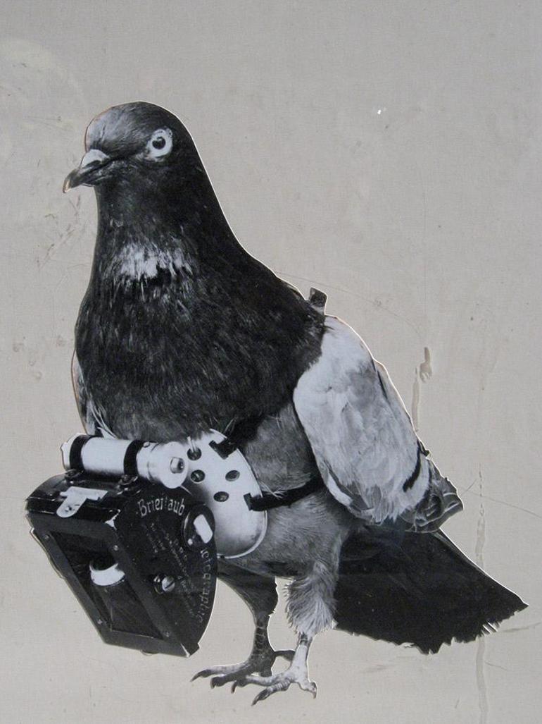 They have a superpower that no one can explain How agent pigeons changed the fate of war The age of pigeons is not over yet