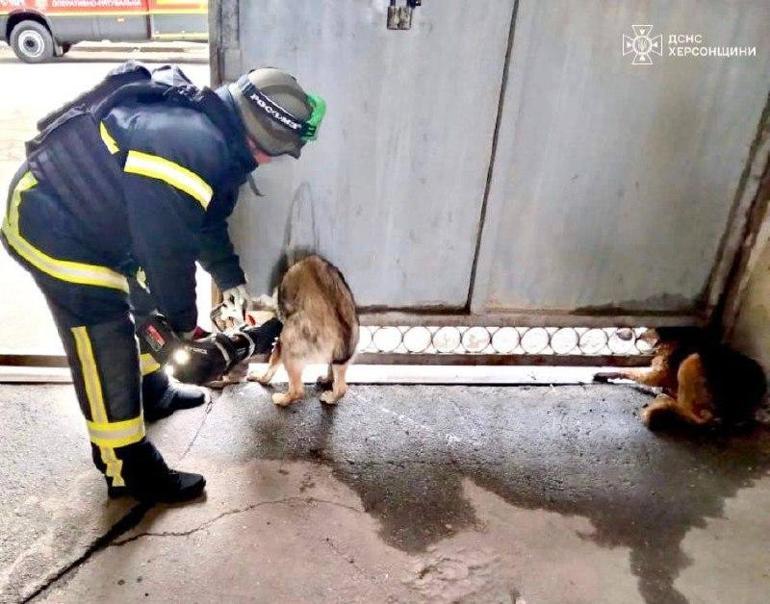 Ukraynada yürek burkan kare Bombardımandan korkan köpeklerin başı demir kapıya sıkıştı