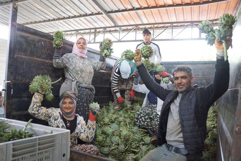 Enginar soyarak asgari ücretin dört katını kazanıyorlar Patates soymaya benzemez