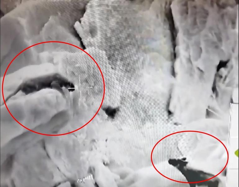 Cudi Dağında, Anadolu parsı ve sırtlan karşı karşıya geldi: O anlar termal kamerayla görüntülendi