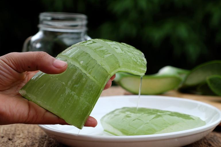Topraktan çıkarıp elimize yüzümüze sürüyoruz Aloe vera gerçekten cilt için faydalı mı yoksa abartılıyor mu