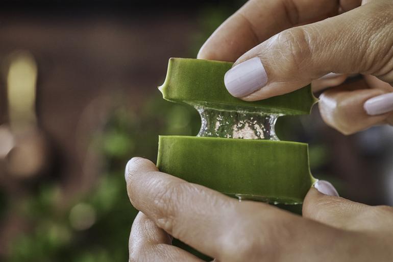 Topraktan çıkarıp elimize yüzümüze sürüyoruz Aloe vera gerçekten cilt için faydalı mı yoksa abartılıyor mu