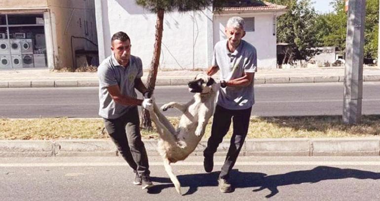 Sokak hayvanları düzenlemesi yasalaştı... Ya sahip ya barınak