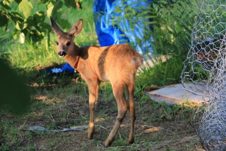 66b321508d678ec0c61e9ac9.jpg