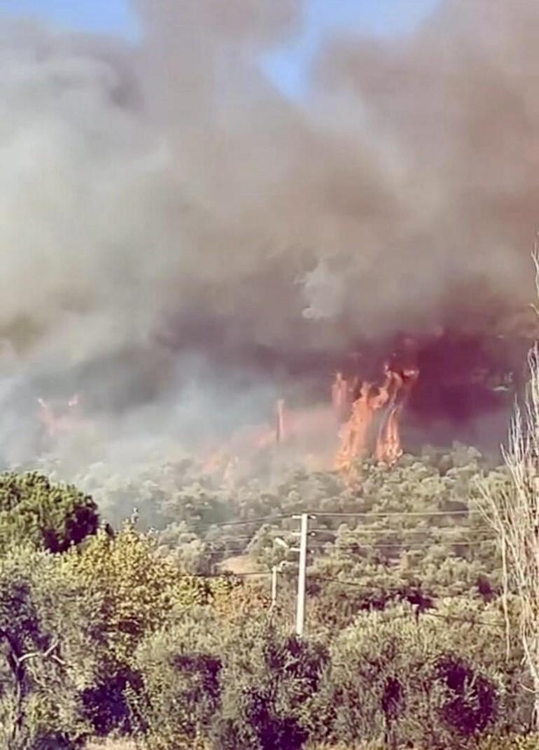 Muğla’nın Menteşe ilçesinde orman yangını