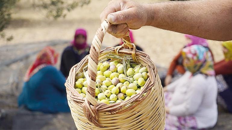 Kahvehanede, yol kenarında, berberde bile satılıyor... Zeytinyağındaki tehlikeye dikkat