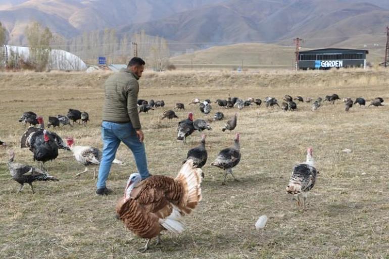 Hakkarili çiftçi yeni yıl öncesi satışa çıkardı: Her biri 3 ila 4 bin lira arasında