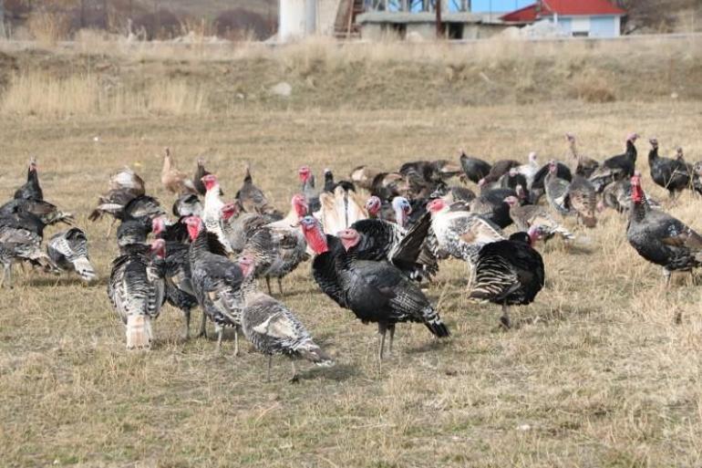 Hakkarili çiftçi yeni yıl öncesi satışa çıkardı: Her biri 3 ila 4 bin lira arasında