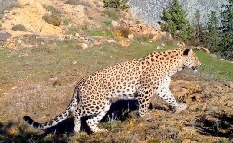 Anadolunun gizemli efsanesi: Türkiyede 10 tane görüldü, hepsi erkek