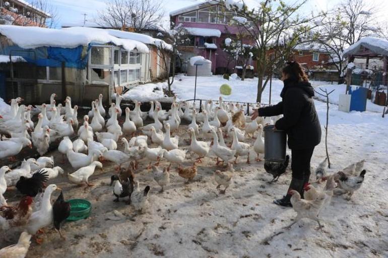 Ebru öğretmen, hayalleri için köye yerleşti: Hibe alıp birkaç taneyle başladı, şimdi sayıyı 200e çıkardı