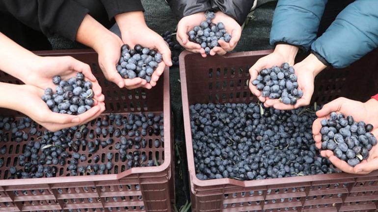 Şarköylü öğrenciler zeytinyağı üretiyor... Patent başvurusu yaptılar