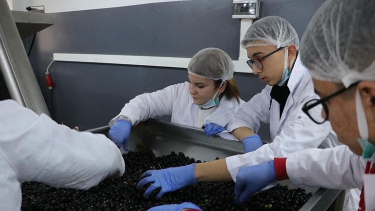 Şarköylü öğrenciler zeytinyağı üretiyor... Patent başvurusu yaptılar