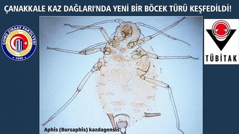 Kaz Dağlarında yeni bir böcek türü keşfedildi