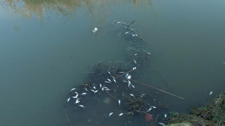 Eyüpsultanda tedirgin eden görüntü Uzman isim uyardı: Asla hafife alınmaması lazım