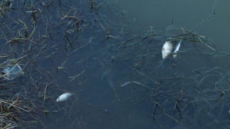 Eyüpsultanda tedirgin eden görüntü Uzman isim uyardı: Asla hafife alınmaması lazım