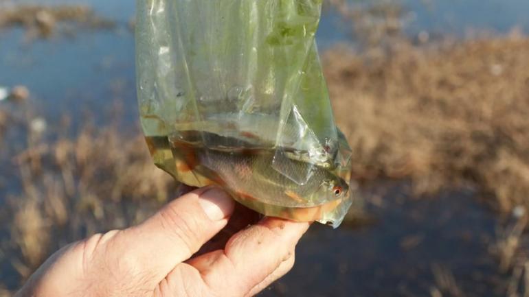 Eyüpsultanda tedirgin eden görüntü Uzman isim uyardı: Asla hafife alınmaması lazım