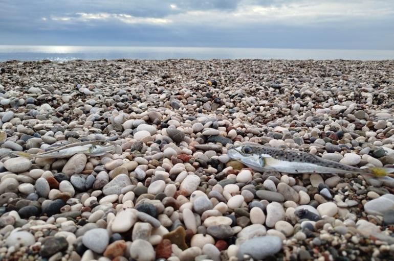 Sahillerde alarm verildi Siyanürden daha tehlikeli: İmha etmek yerine karaya bıraktılar