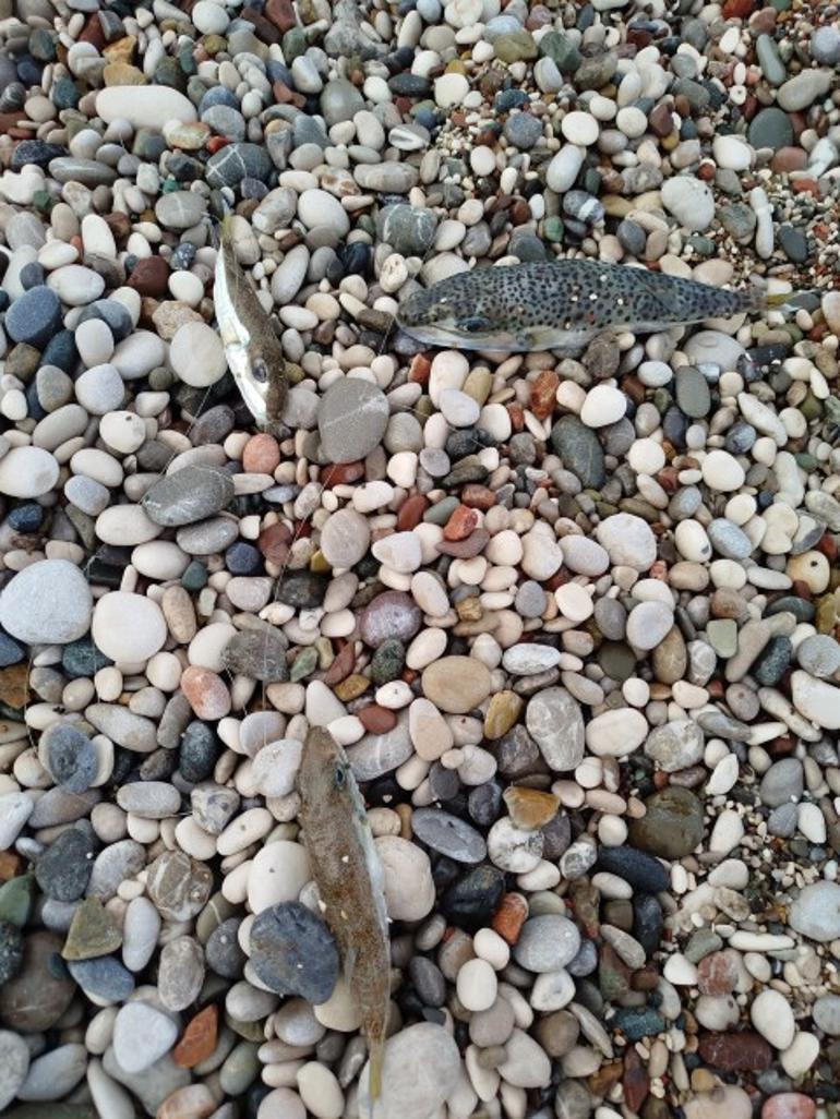 Sahillerde alarm verildi Siyanürden daha tehlikeli: İmha etmek yerine karaya bıraktılar