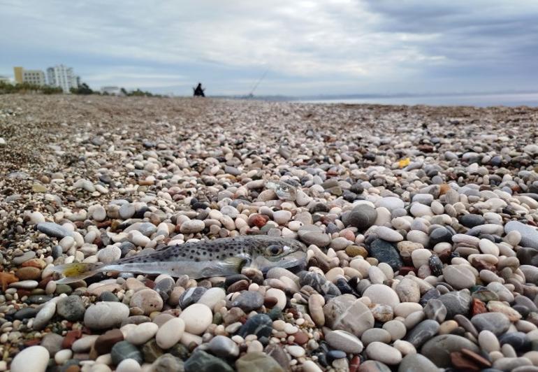 Sahillerde alarm verildi Siyanürden daha tehlikeli: İmha etmek yerine karaya bıraktılar