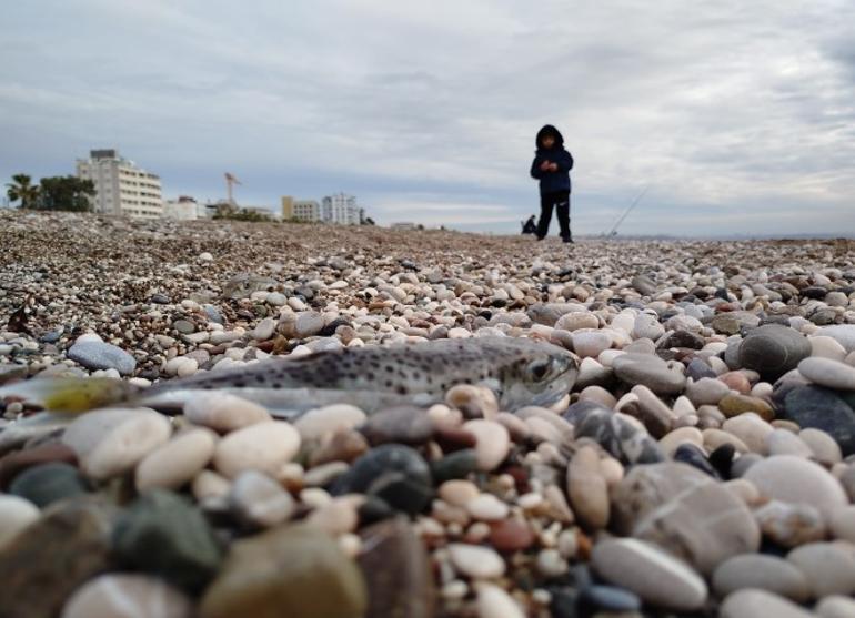 Sahillerde alarm verildi Siyanürden daha tehlikeli: İmha etmek yerine karaya bıraktılar