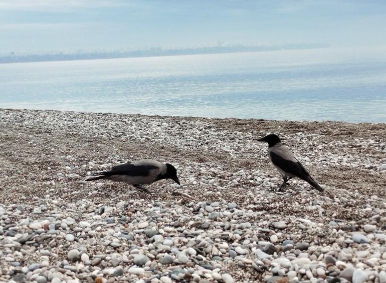 Sahillerde alarm verildi Siyanürden daha tehlikeli: İmha etmek yerine karaya bıraktılar