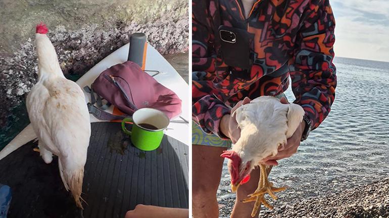 Antalyalı genç ile tavuğun ilginç hikayesi: Olmadık bir yerde bulunca sahiplendi | Görenler fotoğraf çektirmek için yanına geliyor