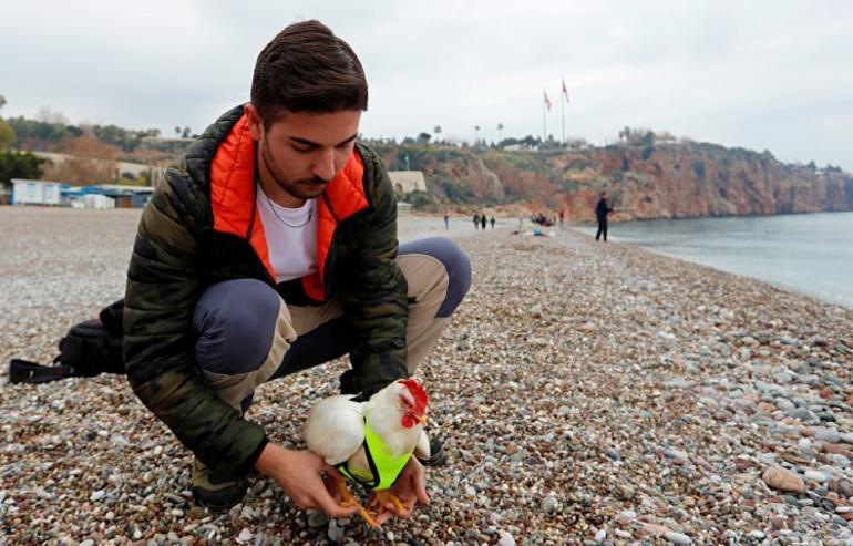 Antalyalı genç ile tavuğun ilginç hikayesi: Olmadık bir yerde bulunca sahiplendi | Görenler fotoğraf çektirmek için yanına geliyor