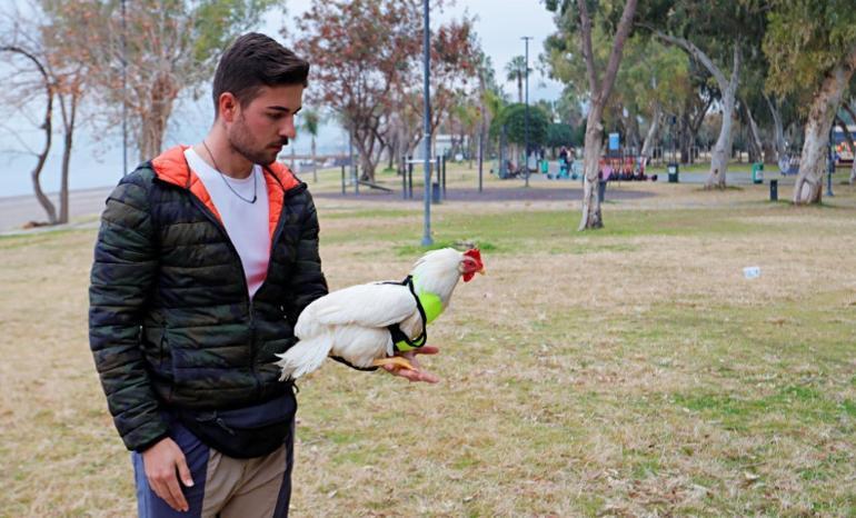 Antalyalı genç ile tavuğun ilginç hikayesi: Olmadık bir yerde bulunca sahiplendi | Görenler fotoğraf çektirmek için yanına geliyor