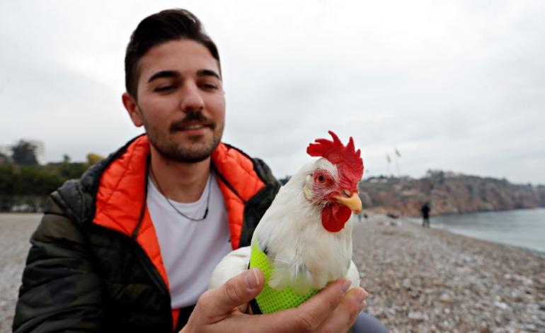 Antalyalı genç ile tavuğun ilginç hikayesi: Olmadık bir yerde bulunca sahiplendi | Görenler fotoğraf çektirmek için yanına geliyor