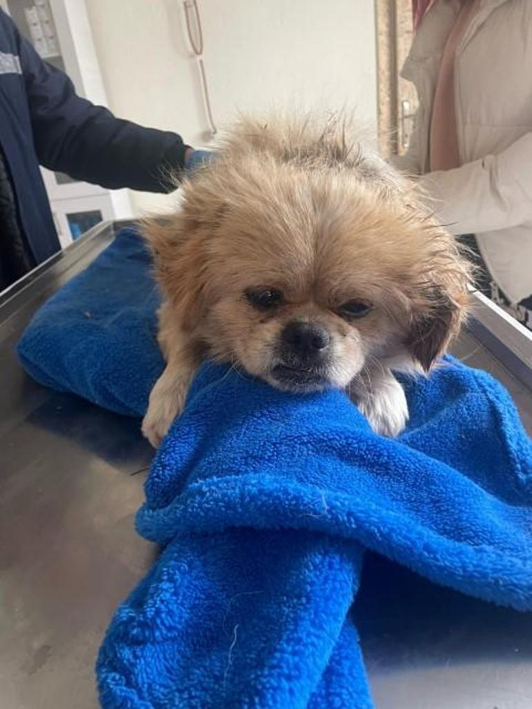 Büyük vicdansızlık Ayağını bağladığı köpeği çöpe attı