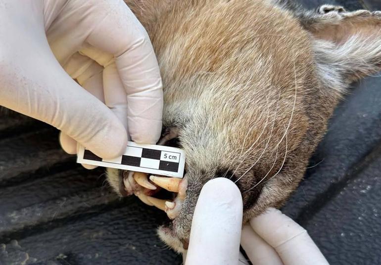 Nesli tükenme tehlikesi altındaki bir tür: Araç çarpması sonucu öldü