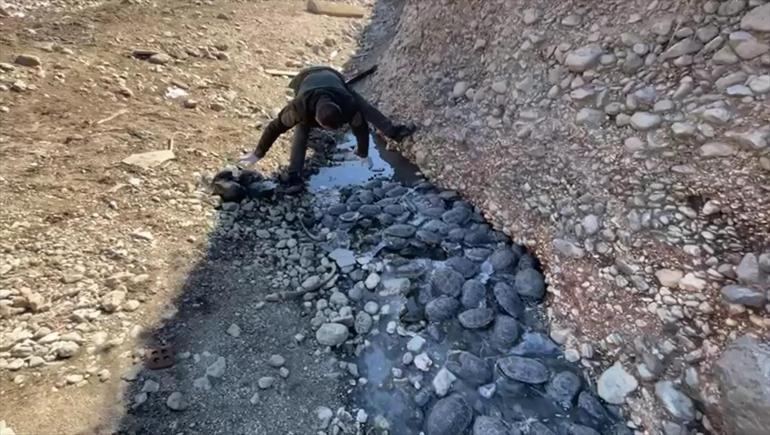 Şanlıurfada suyu kesilen dere yatağında mahsur kalan 316 kaplumbağa kurtarıldı