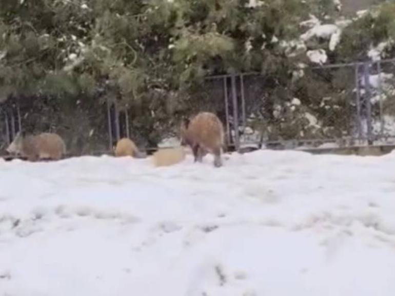 İstanbulda sürü halinde yola indiler Sürücü korna çalıp böyle seslendi... İlginç anlar kamerada