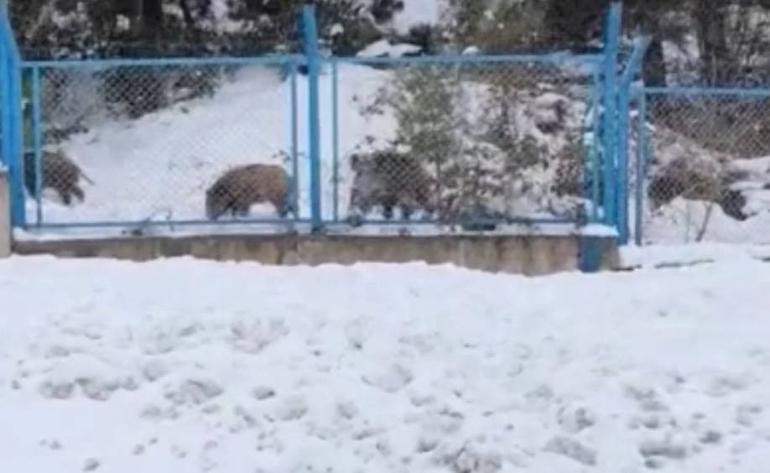 İstanbulda sürü halinde yola indiler Sürücü korna çalıp böyle seslendi... İlginç anlar kamerada